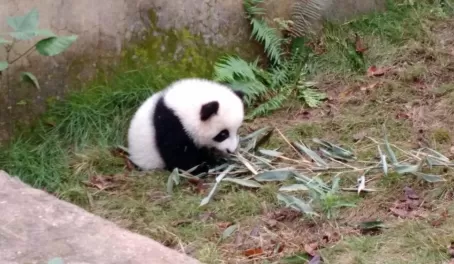 Pandas in China!